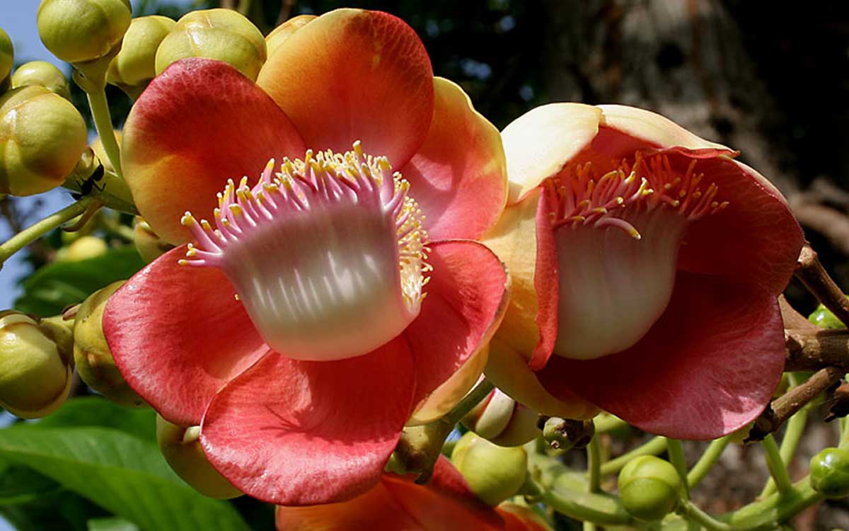 Biju Mukherjee Nature Photography