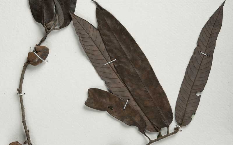 Biju Mukherjee Natural Dye Photography