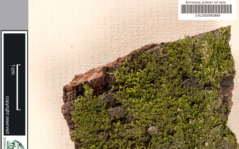 Biju Mukherjee Natural Dye Photography