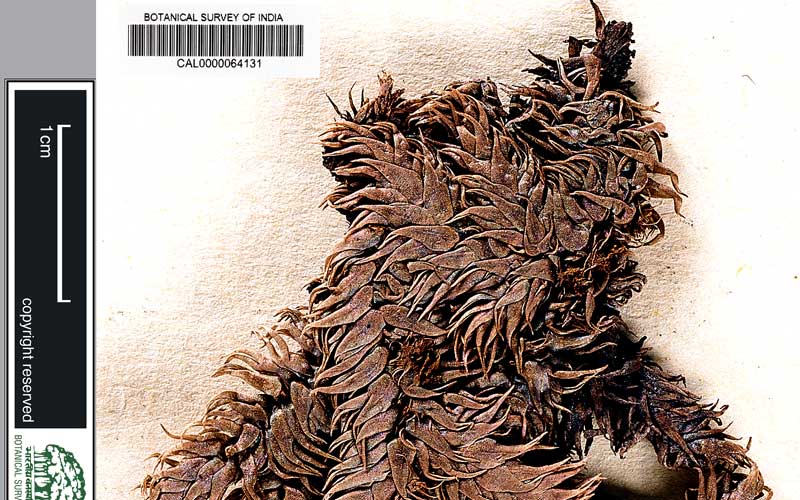 Biju Mukherjee Natural Dye Photography