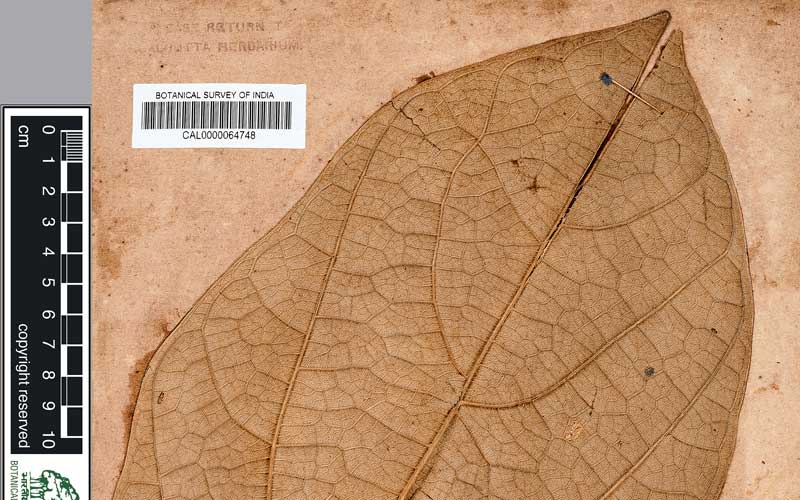 Biju Mukherjee Natural Dye Photography