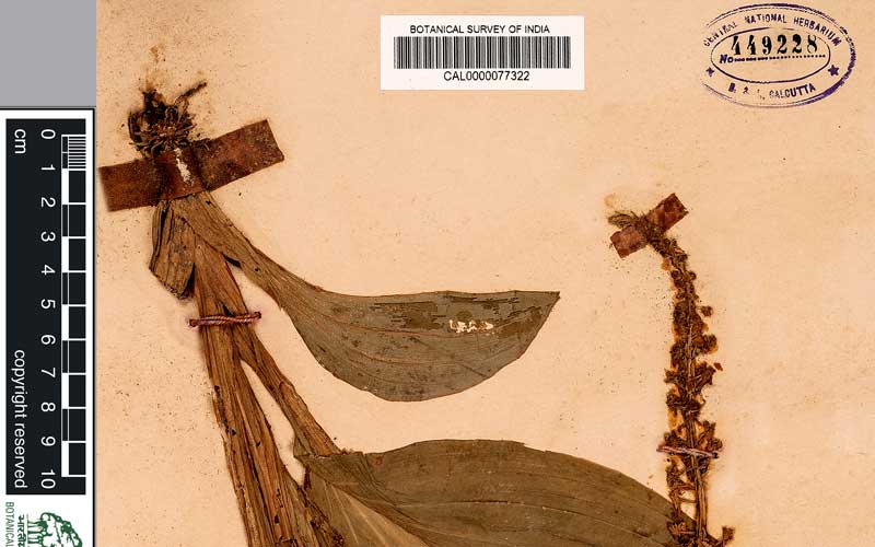 Biju Mukherjee Natural Dye Photography