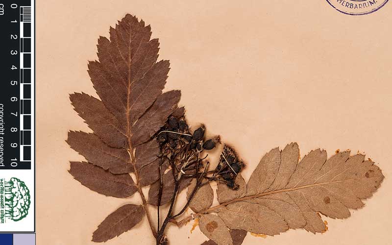 Biju Mukherjee Natural Dye Photography